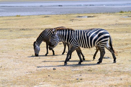 Three zebras grazing in a meadow of a park in Tanzania