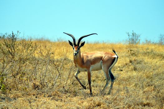 Gazelle the curious look in the African savannah
