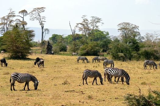 Herd of zebras and wildebeest grazing in the savannah