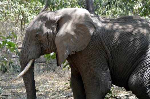 Elephant lone taken closely in Tanzania