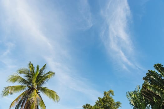 palm tree with clouds and blue sky and copyspace area