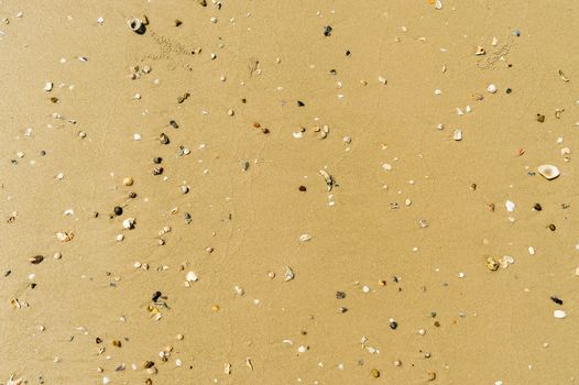 small seashells over sand on beach