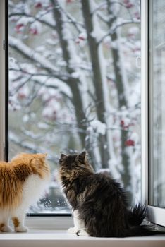 The Persian cats look out of the window on the winter park with trees in snow