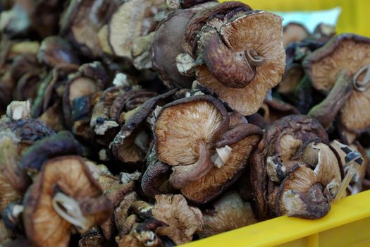 Dired mushroom at farmer market, organic agriculture product, safety food, nutrition, rich fiber also medicine and healthcare