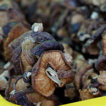 Dired mushroom at farmer market, organic agriculture product, safety food, nutrition, rich fiber also medicine and healthcare