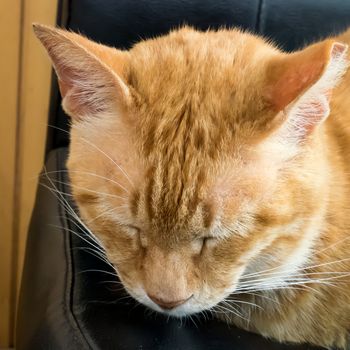 The close up of cute brown cat sleeping on the black leather chair.