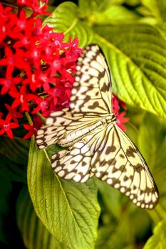 Close up un butterfly on flower