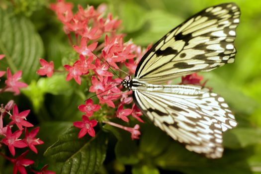 Close up un butterfly on flower