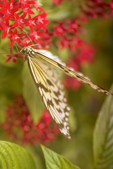 Close up un butterfly on flower