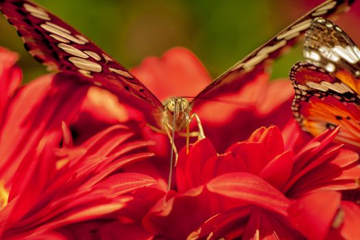 Close up un butterfly on flower