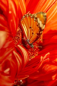 Close up un butterfly on flower