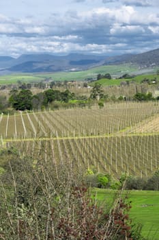 Farming field in Tasmania, Australia during the daytime