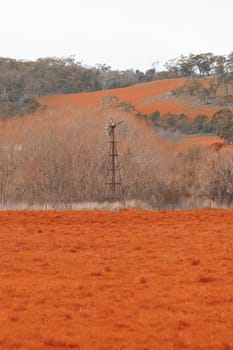 Farming field in Tasmania, Australia during the daytime.