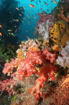 coral life diving Indonesia Sea Ocean