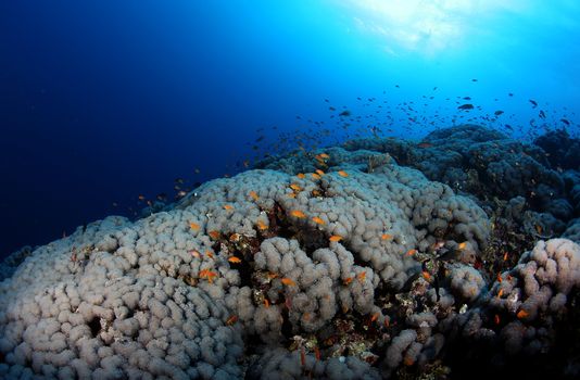 coral life diving Indonesia Sea Ocean