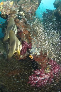 coral life diving Indonesia Sea Ocean