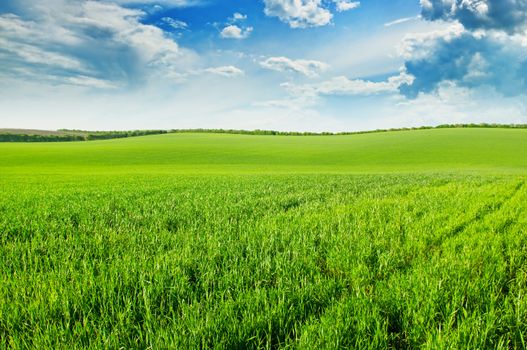 green wheat field and blue cloudy sky