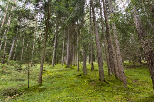 Panoramic view of a forest in Seiser Alm