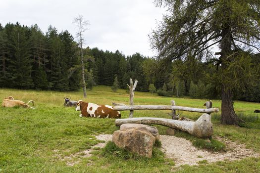 Close up view a grazing cows in Seiser Alm