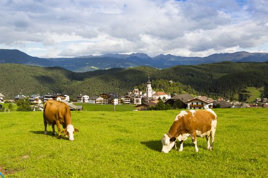 Panoramic view of the village of Kastelruth with two cows in the foreground
