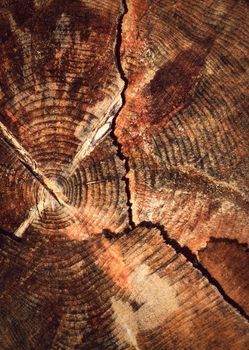 abstract background or texture cut the tree stump