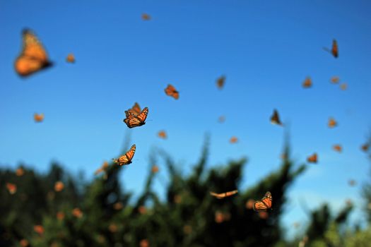Millions of monarch butterflies flying in Rosario, Mexico