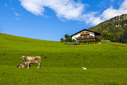 View of a portion of the valley in Seiser Alm with two  cows in the foreground