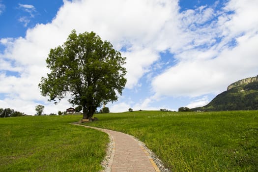View of a tree with a path in Seiser Alm with green fields, blue sky and clouds