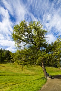 panoramic view of the Seiser Alm in a sunny day with blue sky and clouds with tree in foreground