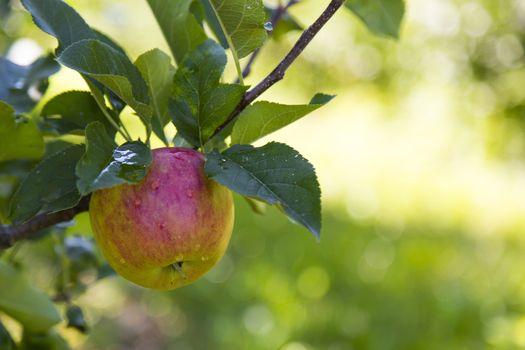 Close up view of an apple in Sud Tirol