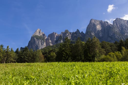 Close up view of a green meadow with forest and mountains of Seiser Alm in the background