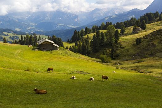 Panoramic view of a green valley with shelter and grazing cows