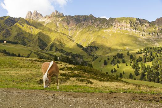 Close up of a horse grazing on a sunny day and mountain range on the background