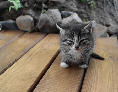 small fluffy kitten looking at the camera close to