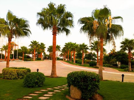 Photo of road with green palms