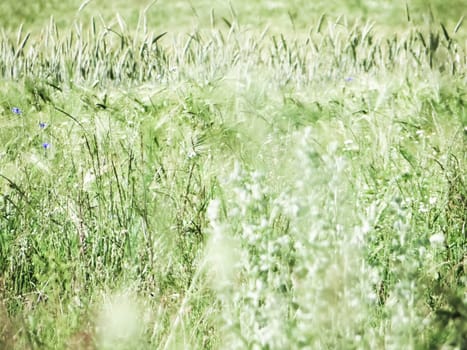 Bright photo of wheat fields and ears