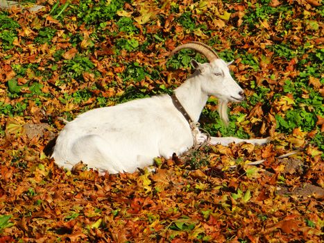 Photo of domestic goat on leaves in autumn