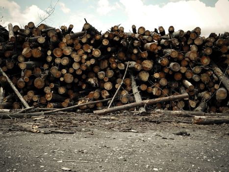 Lots of wooden logs lie timber logging