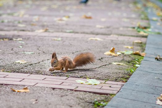 Red squirrel holding a nut in the autumn park