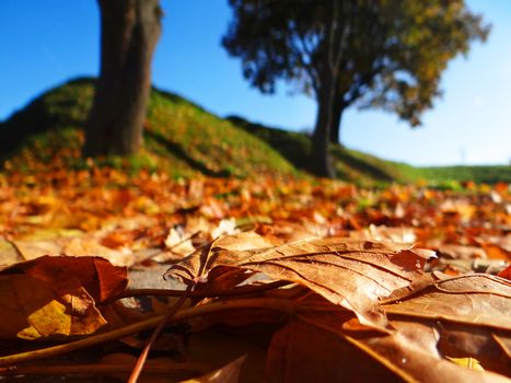 autumn leaves - bright photo of autumn fall landscape