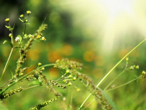 Photo withered grass in focus sunlight