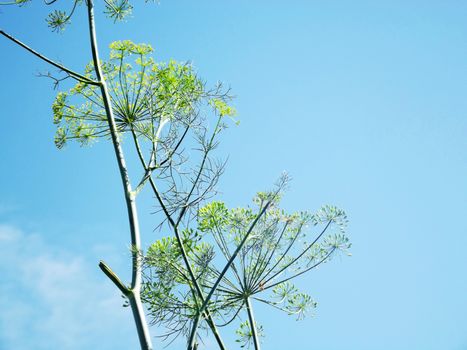 Bright picture of inflorescence dill in the garden