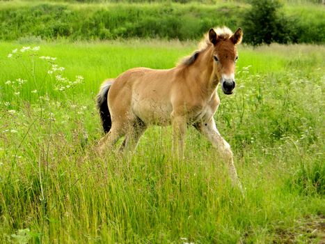 Photo of Foal on a spacious green meadow