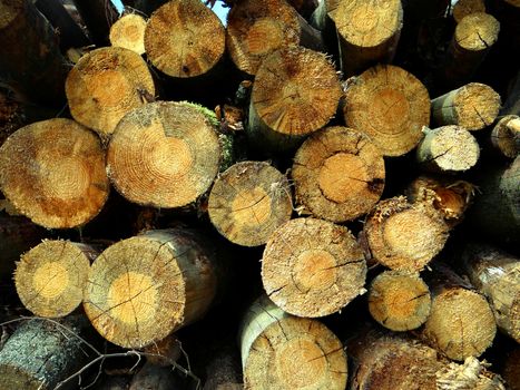 Lots of wooden logs lie timber logging