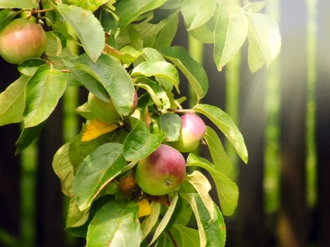 Summer solar picture of apples on a branch