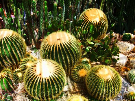 Photo of a Beautiful tropical cactus garden