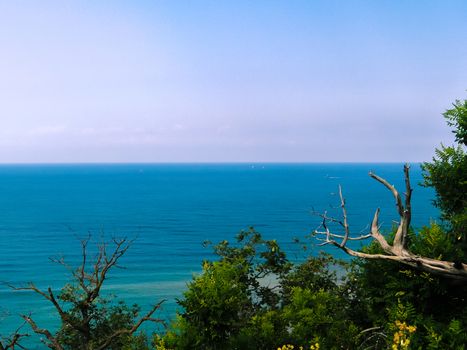 Natural background with adriatic sea and tree. Space on left side