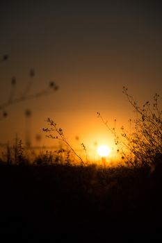 Blurry sunset with grass - Field of grass during sunset