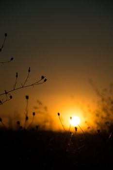 Blurry sunset with grass - Field of grass during sunset