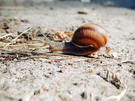 Snail crawling on the sand